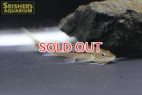 ピメロディア　リナミ