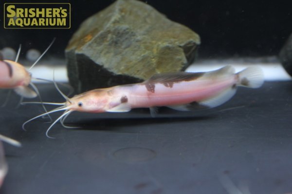 画像4: マーブルクララ（パンダクララ）