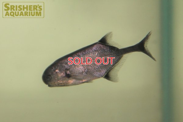 画像5: ポリミルス　アドスペルスス（コンゴ）