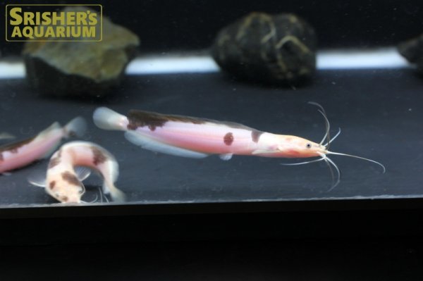 画像6: マーブルクララ（パンダクララ）