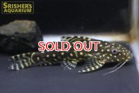 シノドンティス　アンジェリカス WILD
