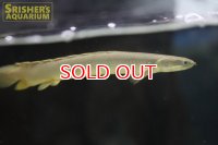 ポリプテルス セネガルス ナイジェリア産