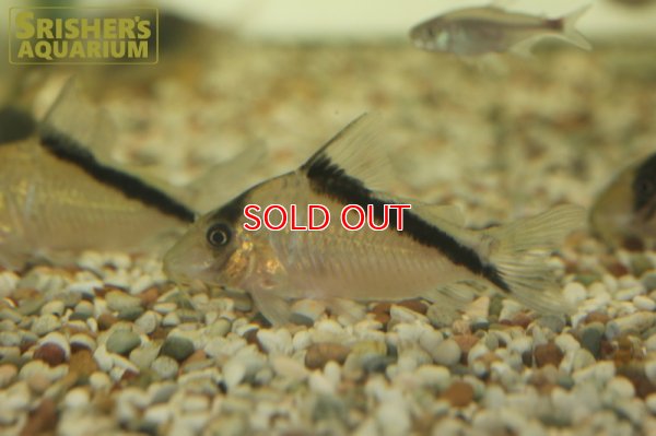 画像3: コリドラス スポットメガメタエ