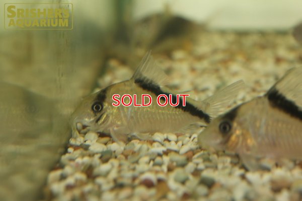 画像5: コリドラス スポットメガメタエ