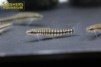 ユンナニルス　プルケリムス（中国ドワーフローチ）