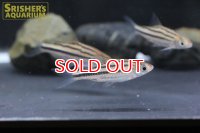 デスモプンティウス　ジョホレンシス