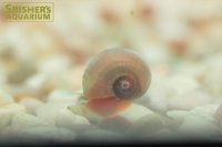 ピンクラムズホーン櫻華（おうか）