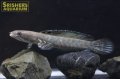 チャンナSP.ミャンマー
