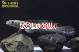 チャンナSP.ミャンマー
