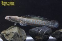 チャンナSP.ミャンマー