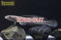 チャンナSP.ミャンマー