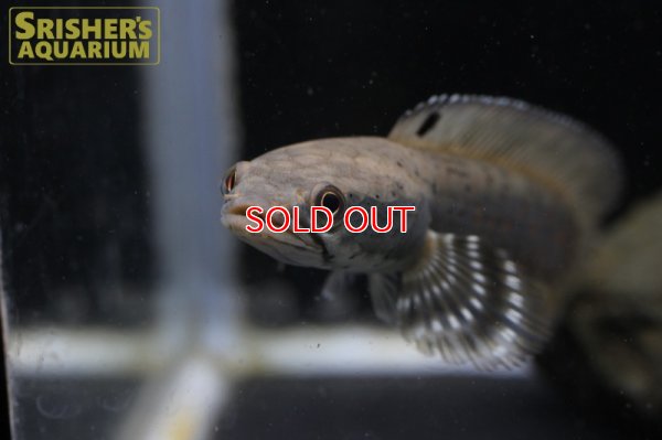 画像4: ブルームーンレインボースネークヘッド プルクラ