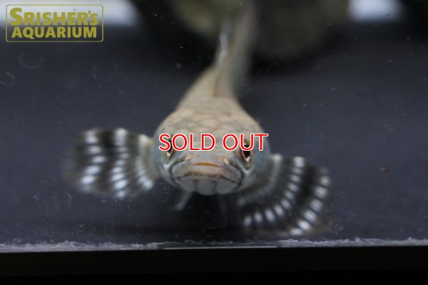 画像6: ブルームーンレインボースネークヘッド プルクラ