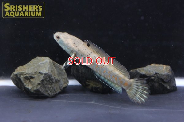 画像3: ブルームーンレインボースネークヘッド プルクラ