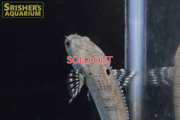 画像5: ブルームーンレインボースネークヘッド プルクラ