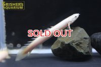 ポリプテルス　セネガルス　ハイポメラニスティック