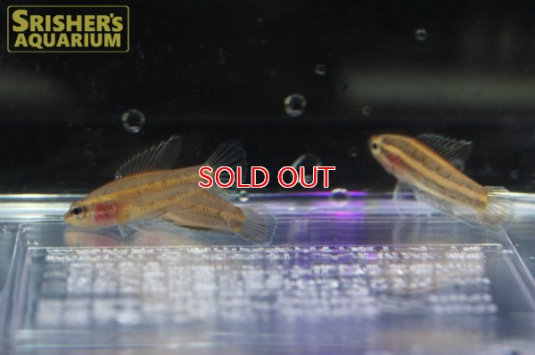 画像4: パロスフロメヌス　スマトラヌス