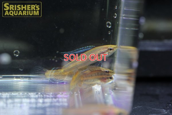 画像4: パロスフロメヌスSP.ベリトゥン