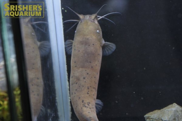 画像6: デンキナマズ