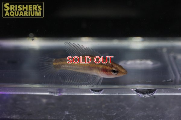 画像6: パロスフロメヌス　スマトラヌス