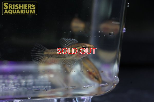 画像3: パロスフロメヌス　スマトラヌス