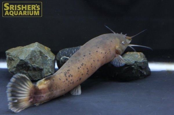 画像3: デンキナマズ