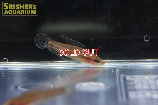 画像5: パロスフロメヌス　スマトラヌス