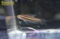 パロスフロメヌス　スマトラヌス