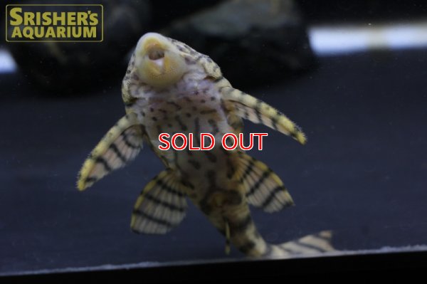 画像7: ニュータイガープレコ（グァマ）