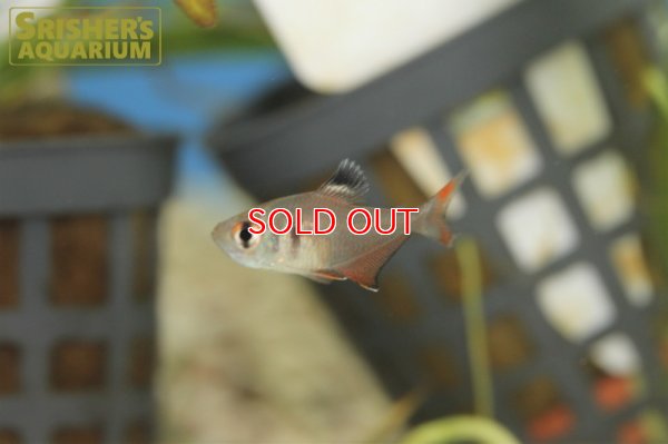 画像3: ロベルティテトラ