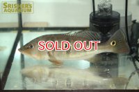 シクラ　オリノセンシス WILD フルスポット ベネズエラ産