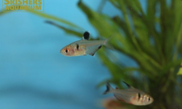 画像3: ファイヤーファントムテトラ