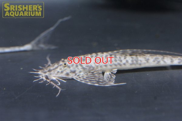 画像3: アピストロリカリア　コンディ