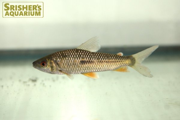 画像1: レポリヌス　モラレシ