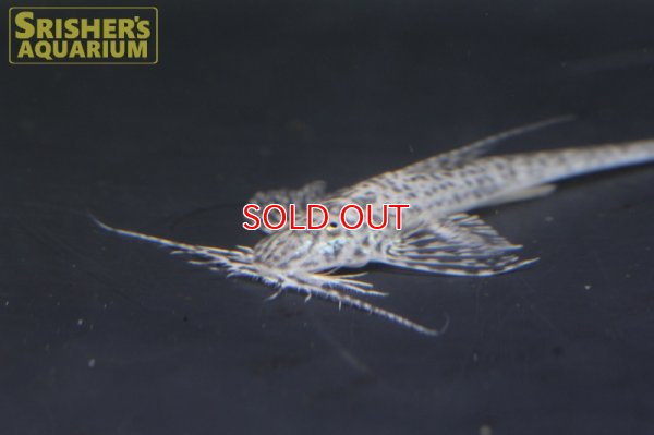 画像4: アピストロリカリア　コンディ