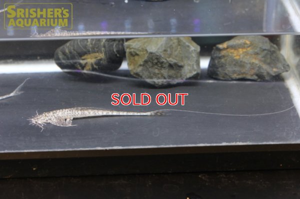 画像5: アピストロリカリア　コンディ