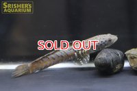 チャンナ　オルナティピンニス