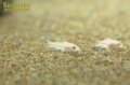 コリドラス ピグミーアルビノ