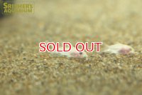 コリドラス　ピグミーアルビノ