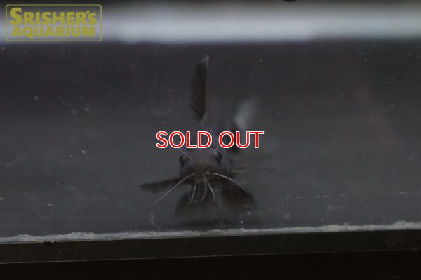 画像5: ブラックランサーSP.