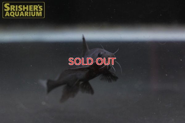 画像4: ブラックランサーSP.