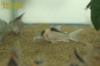 コリドラス　ブラックトップイミテーター