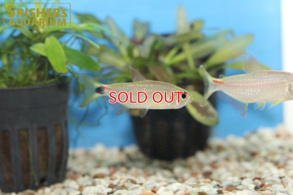 画像6: モンクホーシャ CF.ディクティオタ（ジュタイ）