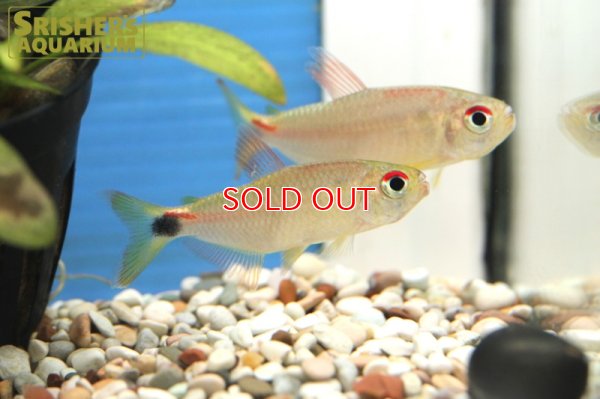 画像3: モンクホーシャ CF.ディクティオタ（ジュタイ）