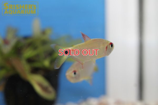 画像11: モンクホーシャ CF.ディクティオタ（ジュタイ）