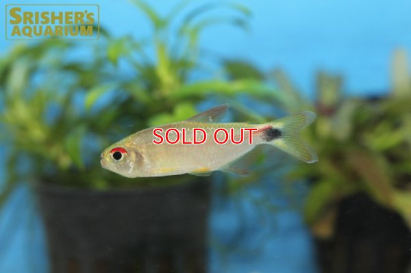 画像7: モンクホーシャ CF.ディクティオタ（ジュタイ）