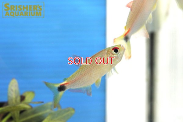 画像10: モンクホーシャ CF.ディクティオタ（ジュタイ）