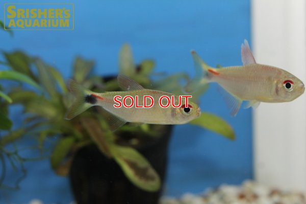 画像9: モンクホーシャ CF.ディクティオタ（ジュタイ）