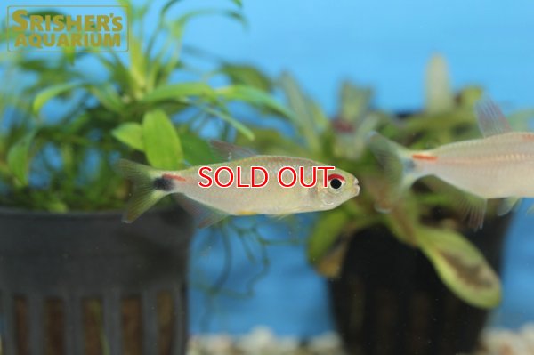 画像4: モンクホーシャ CF.ディクティオタ（ジュタイ）