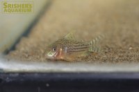 コリドラス　セミロングノーズラージスポットアラグアイアエンシス
